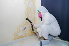 Reliable Waterloo, WI Mold Removal & Remediation Solutions